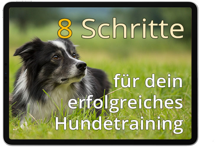 8 Schritte für ein erfolgreiches Hundetraining
