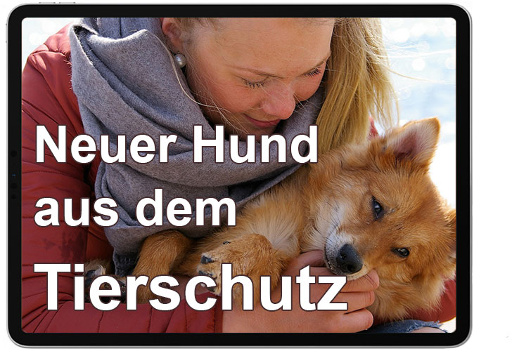 Dein neuer Strassenhund