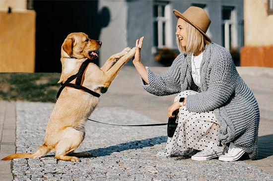 Entspannte Hundebegegnungen
