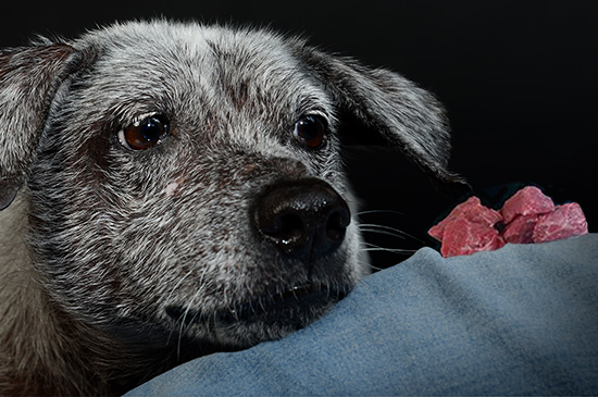 Futterbelohnung für den Hund