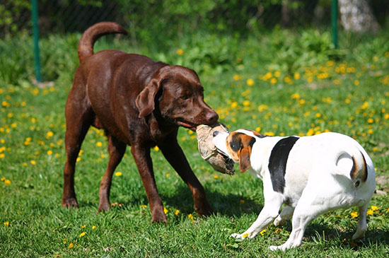 Hunde spielen