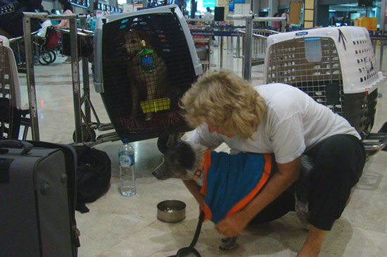 Strassenhunde Flughafen Jakarta