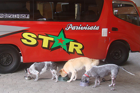 Strassenhunde Transport unterwegs