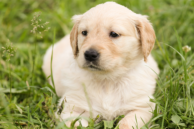 Ein Welpe kommt ins Haus