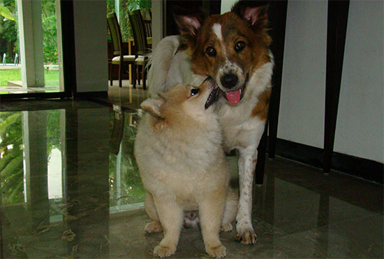 Zweithund bester Freund