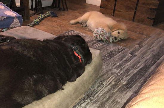 Zweithund ignoriert den Ersthund