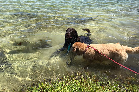 Zweithund zieht ein, Wasser verbindet