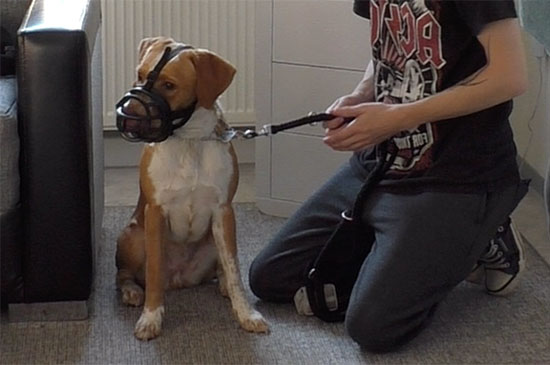 aggressiver Hund mit Besitzer