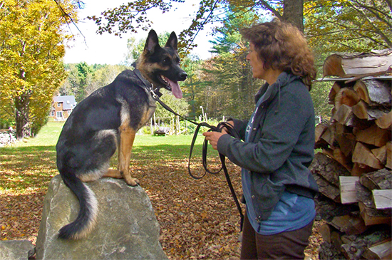 a hebel hundetraining