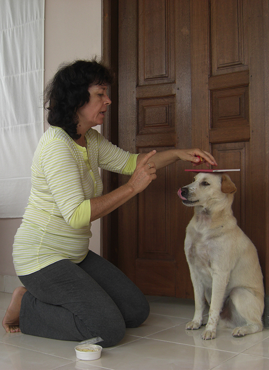 clicker hunde training