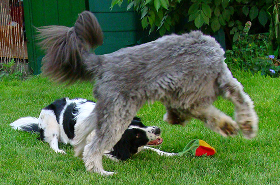 hunde spielen