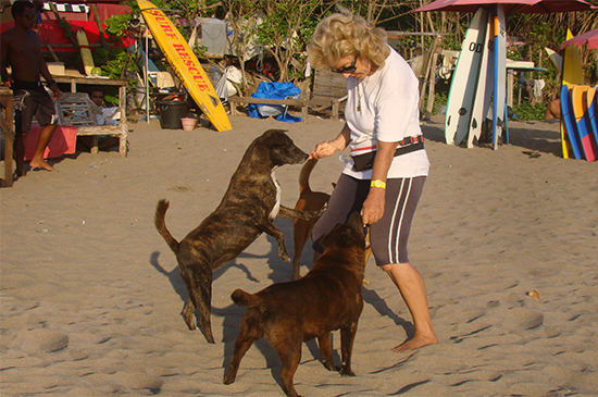 hundetraining bali