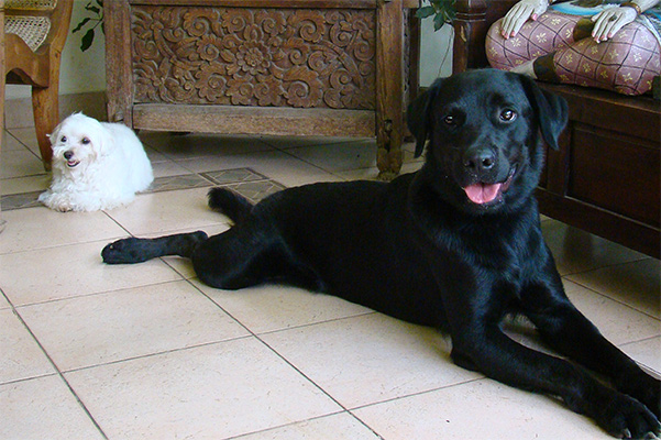 Zweithund Rangordnung