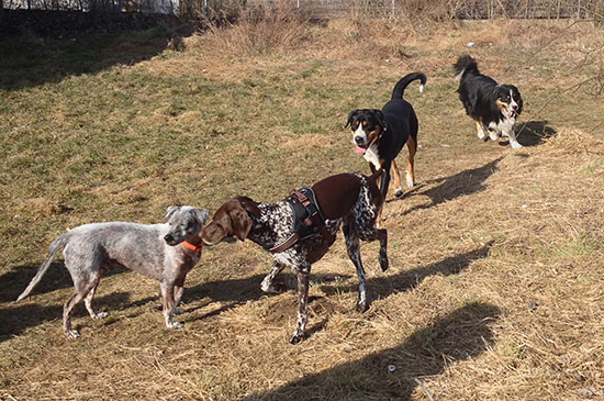 gemeinsamer Hundespaziergang