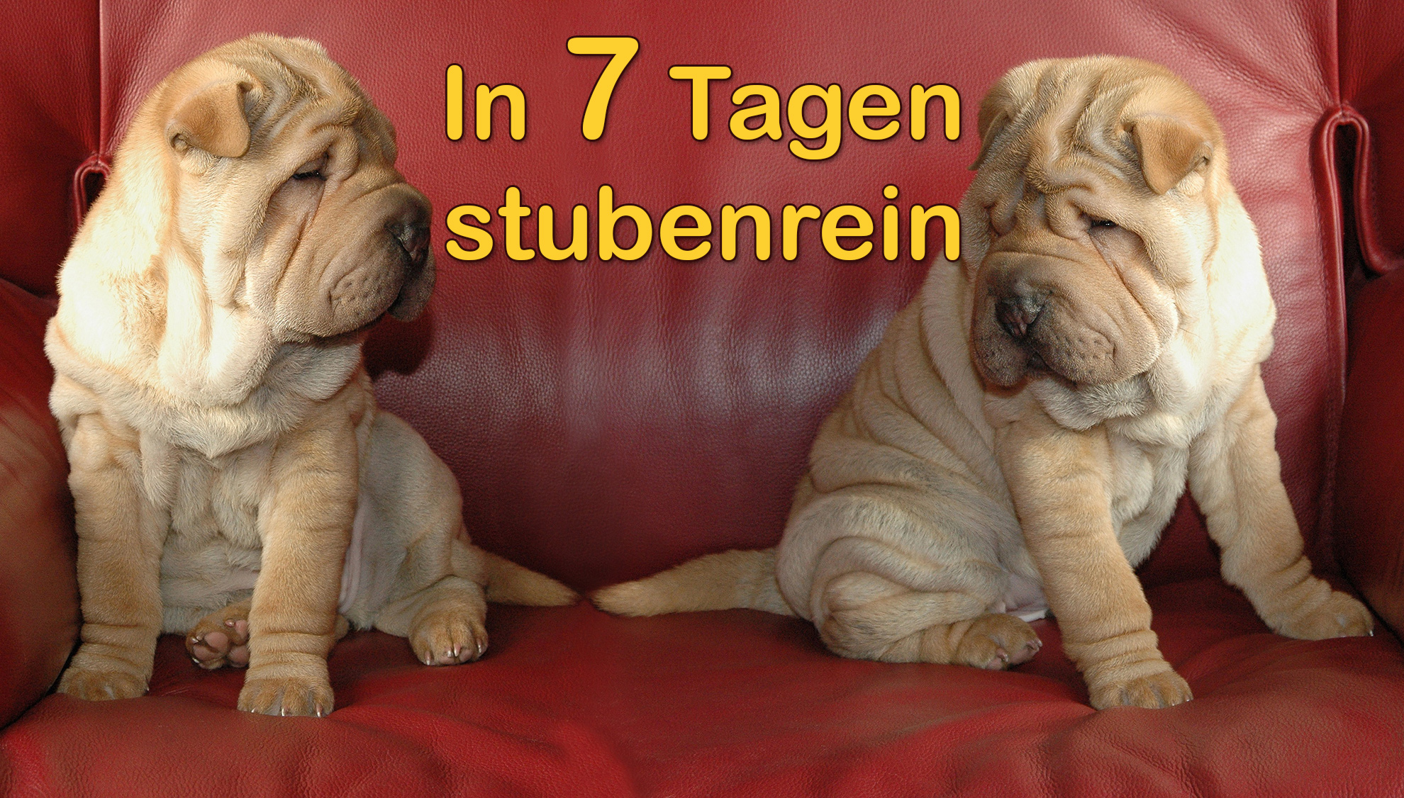 hunde stubenrein