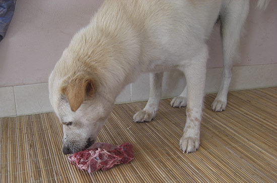 hundefutter mit tryptophan