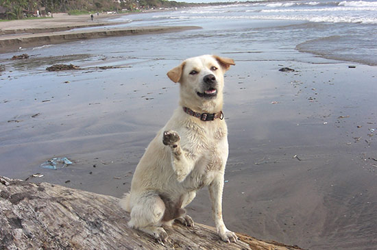 Strassenhund nach Deutschland holen