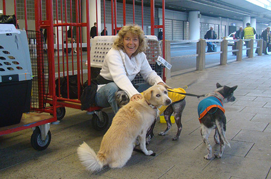 Strassenhunde in Frankfurt angekommen