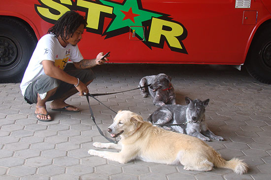 Strassenhunde mitbringen im Bus