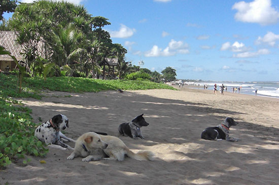 meine Strassenhunde warten auf mich