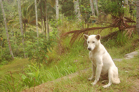 strassenhund in bali
