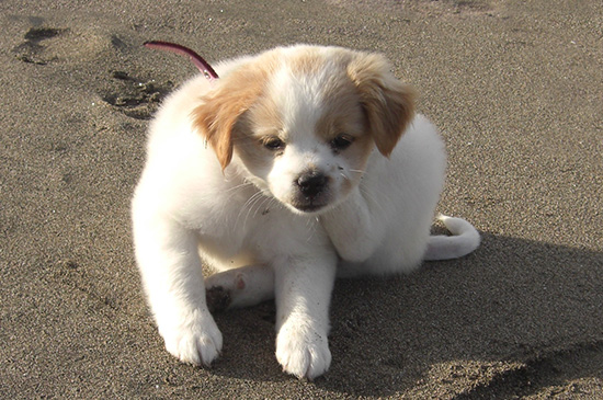 strassenhund welpe in bali