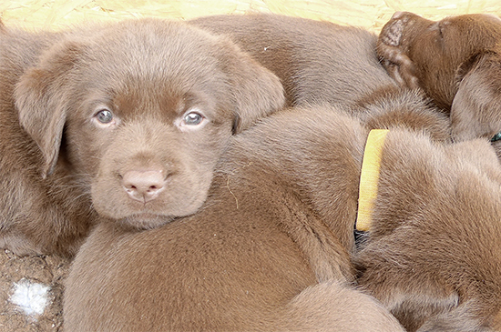 Welpenerziehung, für den besten Start ins Leben