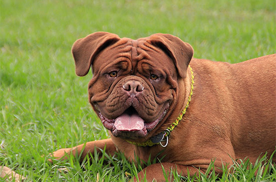 Unser Wesenstest für deinen Hund