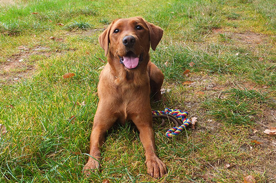Wesenstest für Hunde
