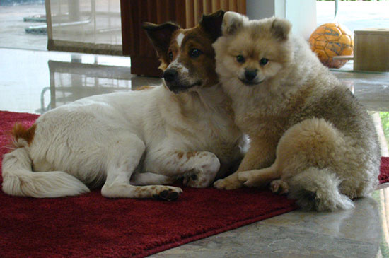 zweithund anschaffen