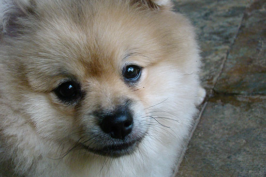 junger Zweithund für den Senior-Hund