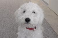 Welpen am ersten tag im neuen zuhause perfekt eingewöhnen