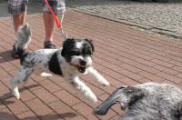 Hund reagiert aggressiv nach Biss durch Artgenossen