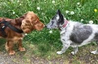 Der Zweithund zieht ein - so klappt das Zusammenführen