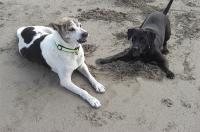 Hunde-Aggression zu Artgenossen erfolgreich beenden