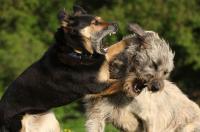 Aggressive Hunde - Was tun, wenn der Hund zubeisst?