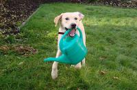 Hyperaktiv - Wenn Hunde nicht zur Ruhe kommen