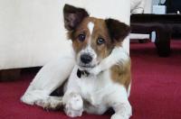 Angst bei Hunden - hilf deinem Hund darüber hinweg