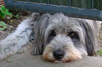 Nicht alleine bleiben - Trennungsangst beim Hund