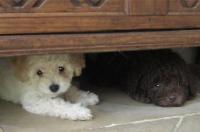 Hund hat Angst vor Lärm an Silvester