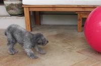 Hund hat Angst vor Objekten